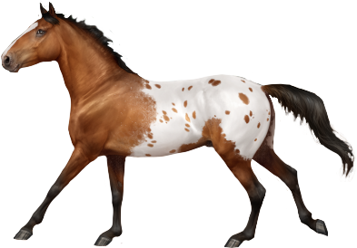 Appaloosa in Horse Reality