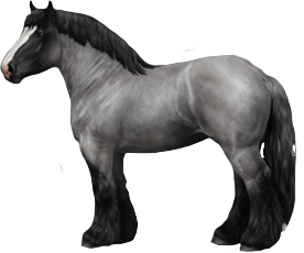 Brabant in Horse Reality