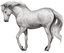 Camargue in Horse Reality
