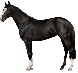 English Thoroughbred in Horse Reality