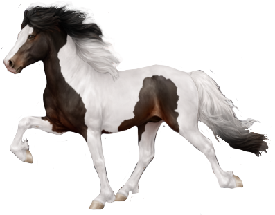 Icelandic Horse in Horse Reality