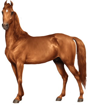 Kathiawari in Horse Reality