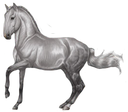 Kladruber in Horse Reality