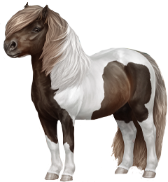 Shetland Pony in Horse Reality