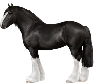 Shire in Horse Reality