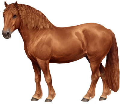 Suffolk Punch in Horse Reality
