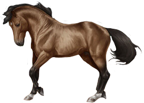 Trakehner in Horse Reality
