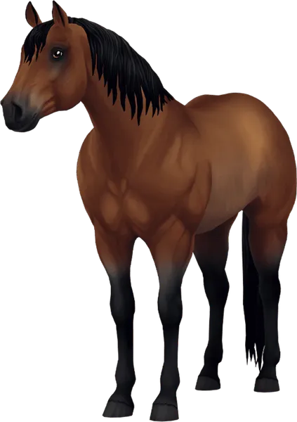 Jorvegian Quarter Horse, Bay