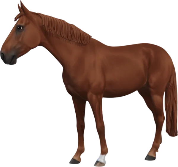 Swedish Warmblood, Chestnut