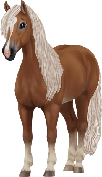Haflinger, Flaxen Chestnut