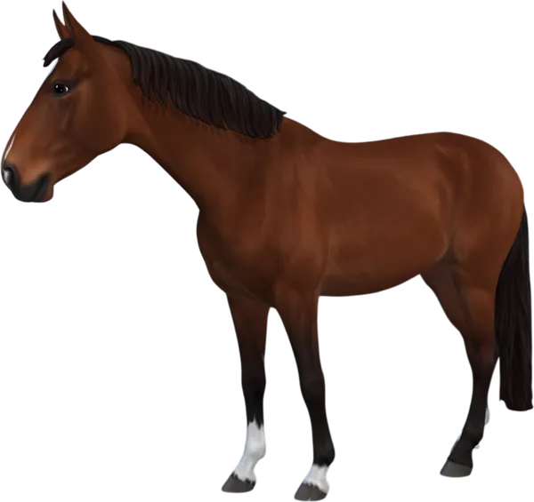 Swedish Warmblood, Bay