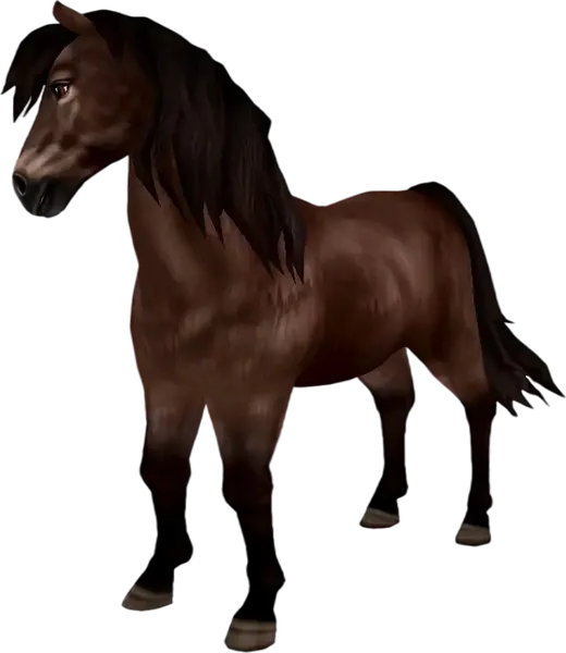 Icelandic Horse, Bay
