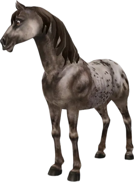 Appaloosa, Brown Varnish Roan Spotted Blanket