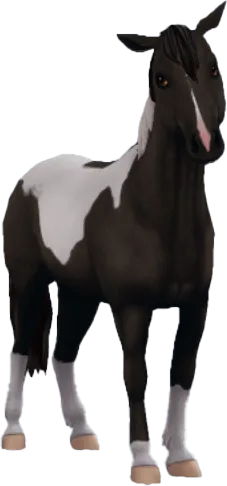Chincoteague Pony, Smoky Black Pinto