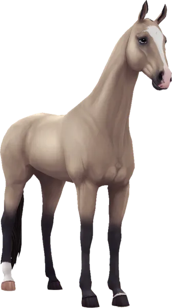 Akhal Teke, Buttermilk Buckskin