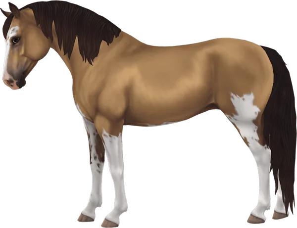 Morgan, Buckskin Sabino