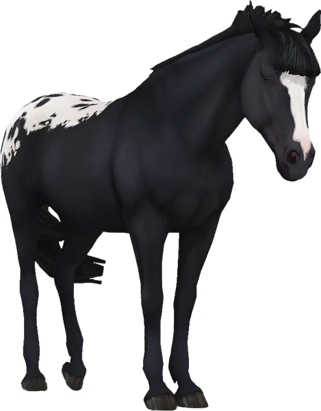 Appaloosa, Black Blanket
