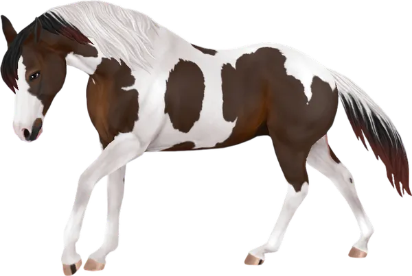 American Paint Horse, Bay Tobiano