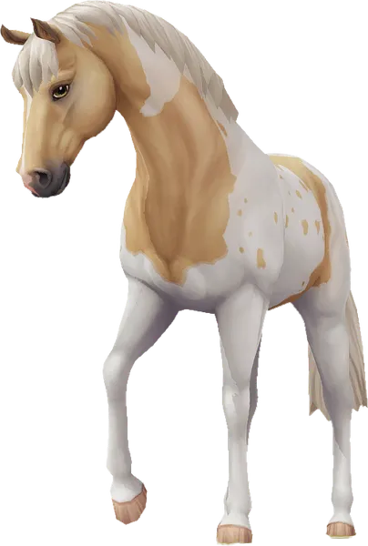 Jorvik Warmblood, Palomino Pintaloosa