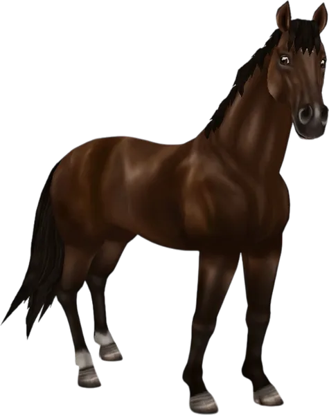 English Thoroughbred, Bay