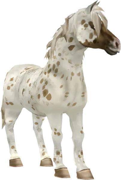 Jorvik Pony, Brown Leopard