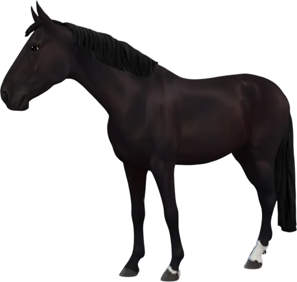 Swedish Warmblood, Mahogany Bay