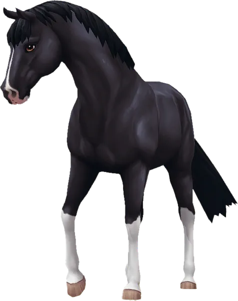 Jorvik Warmblood, Black