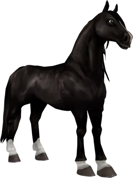 Friesian Sport Horse, Black