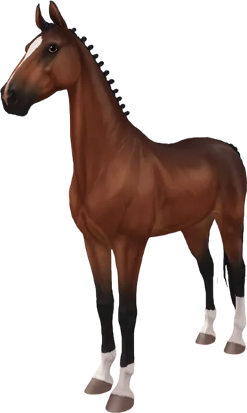American Saddlebred, Bay