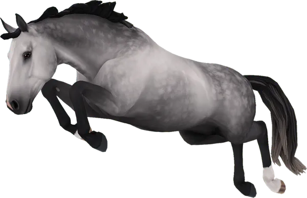 Hanoverian, Dapple Grey