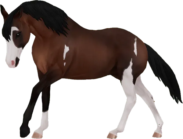 American Paint Horse, Bay Tobiano