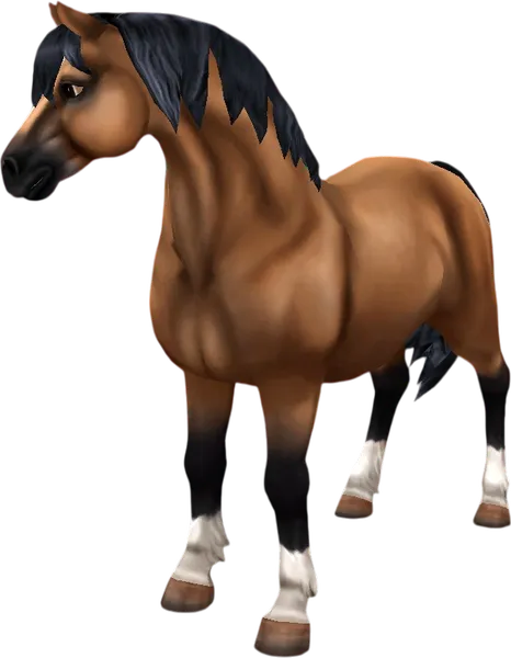 Welsh Pony, Bay