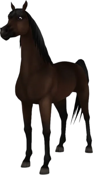 Arabian Thoroughbred, Dark Bay