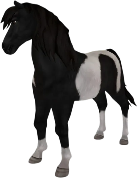Icelandic Horse, Black Pinto