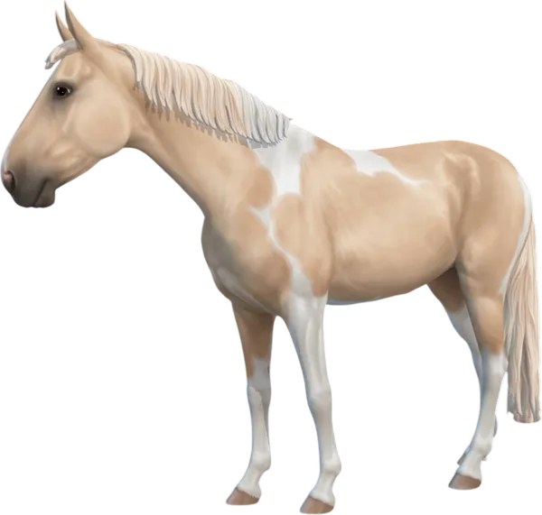 Swedish Warmblood, Palomino Tobiano