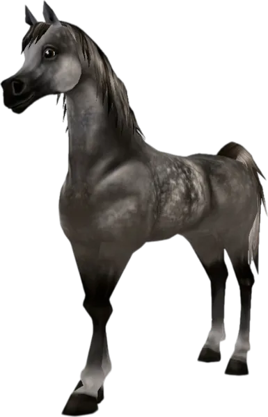 Arabian Thoroughbred, Dapple Grey
