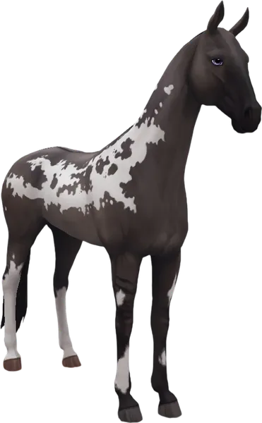 Akhal Teke, Grullo Overo