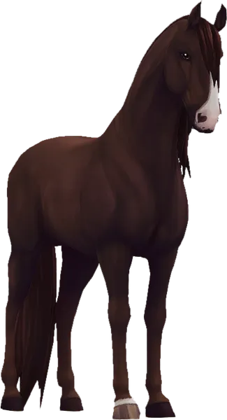 Lusitano, Liver Chestnut