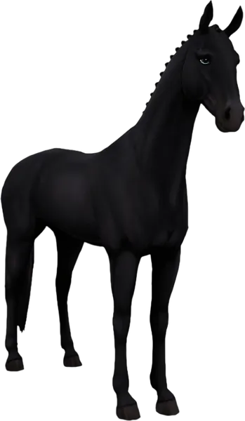 Akhal Teke, Black