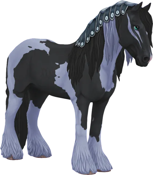 Irish Cob, Smoky Black Pinto