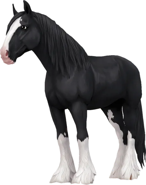 Shire, Black Minimum Tobiano