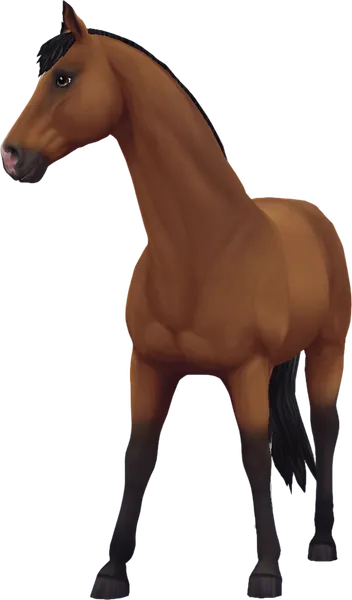 Trakehner, Bay
