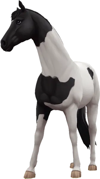 Trakehner, Black Pinto