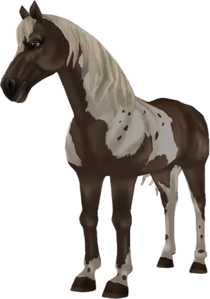 American Paint Horse, Silver Dapple Tobiano