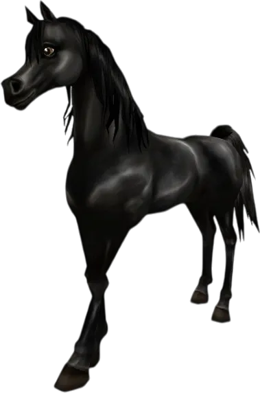 Arabian Thoroughbred, Black
