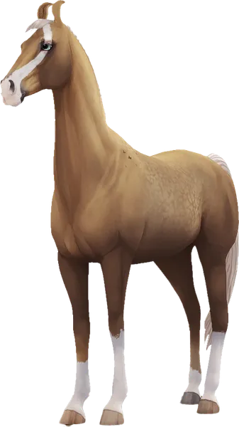 Marwari, Sooty Palomino
