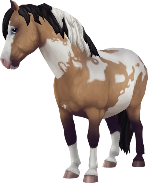 Jorvik Pony, Buckskin Pinto