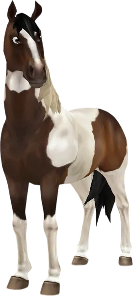 American Paint Horse, Bay Tobiano