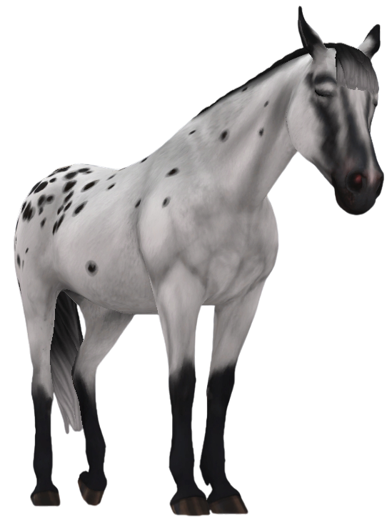 Appaloosa in Star Stable Online