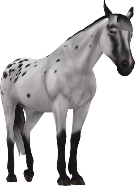 Appaloosa, Black Varnish Roan Leopard